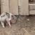 Miniature Piglets 7 thumbnail
