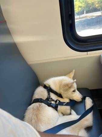 Cachorro Husky (Vista de la Montaña)63658991894403122