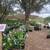 Valley Lemon Trees - 2 Feet Tall - Over 50 Citrus Varieties in stock 11 thumbnail