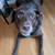 Rehoming Adult Lab Mix 4 thumbnail