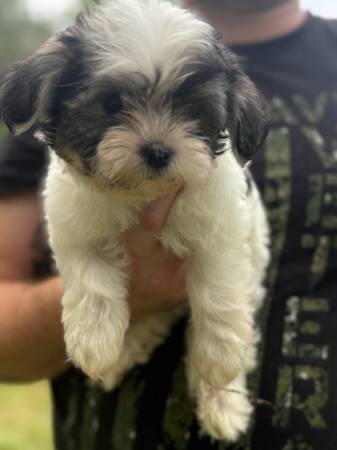 Pixie pups524511772987238406