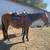 Barrel Quarter Horse Mare 3 thumbnail