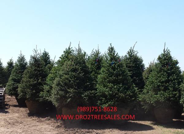 Premium Grade Landscape & Privacy Trees up to 18' 1