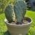 2 Prickly Pear Cactus - Waterwise Landscape Succulent Cacti Texas 2 thumbnail
