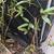 Pollinator perennials 1 thumbnail