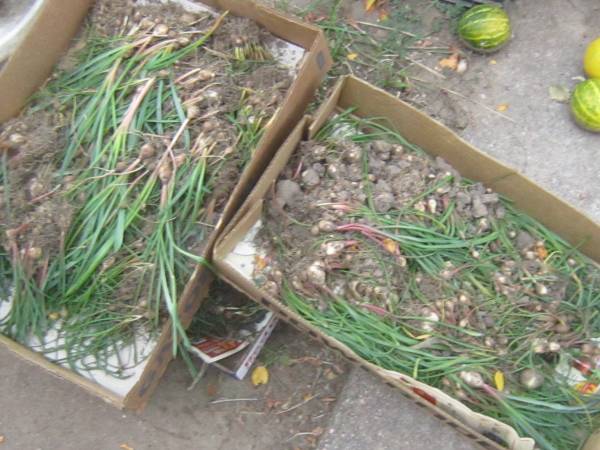 Boxes Of Grape Hyacinth Bulbs Plant Now for Spring Bloom 1