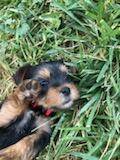 Rehoming adorable puppies (Rawlins)63655939193089122