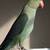 Rehoming ringnecks 9 thumbnail