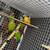 Greencheek/pineapple conures 2 thumbnail