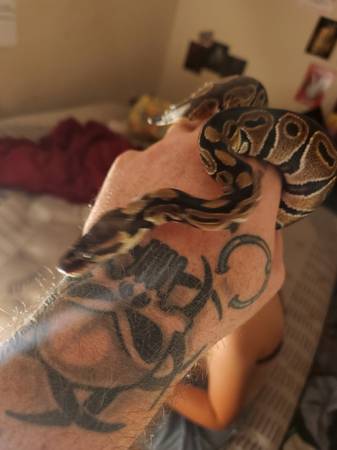 Female Ball Pythons Make Offer (Fruitland)63872575891459123