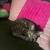 female tabby cat with necessities rehome 6 thumbnail