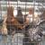 PIGEONS 7 thumbnail