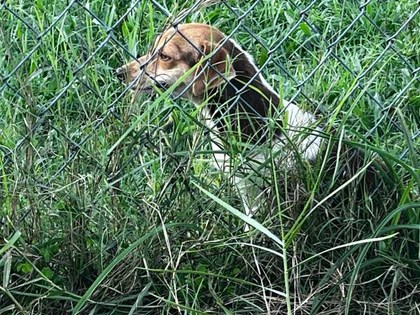 Perros jóvenes y pequeños necesitan hogares (Altha)63383014818817122
