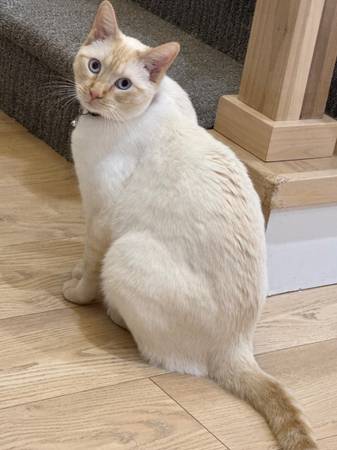 2 adult cats63671589017731121
