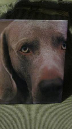 William Wegman Polaroids 1