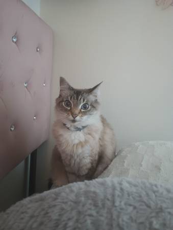 Ragdoll/Siberian mix cats (Richmond)63861571765251120