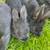 Rabbits 4 thumbnail