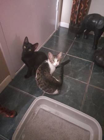 Free kittens 4 months old (Temple)63898902028547120