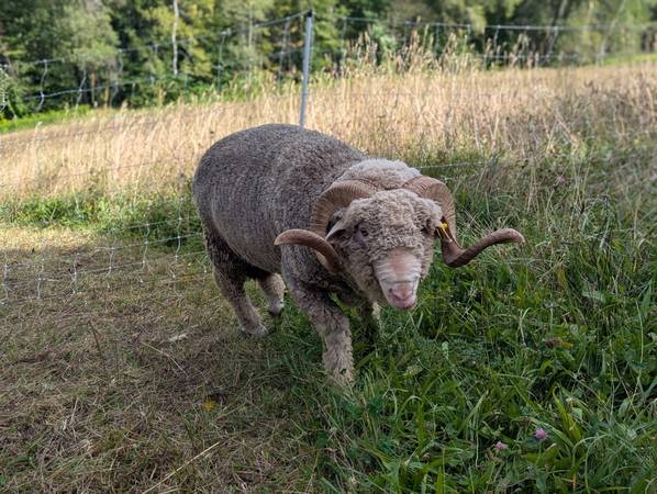 Merino Ram 1