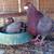 Fancy Pigeons - large variety 17 thumbnail