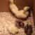 Peachicks 2 thumbnail
