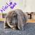 Purebred Holland Lops and Mini Lops 3 thumbnail