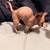 Sphynx 3 thumbnail