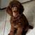 Standard poodle STUD 6 thumbnail