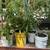 5-Gallon Food Grade Garden-in-a-Bucket 1 thumbnail