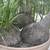 Houseplant 2 thumbnail