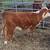 Mini Hereford Heifer 1 thumbnail