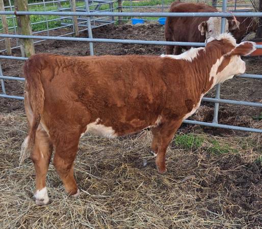 Mini Hereford Heifer 1