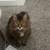 Missing Cat 2 thumbnail