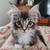 Kitten FeMale 2 thumbnail