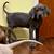 Great Dane Puppies 4 thumbnail