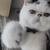 Boy Exotic shorthair kitten 8 thumbnail