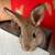 Bunny rabbits 1 thumbnail