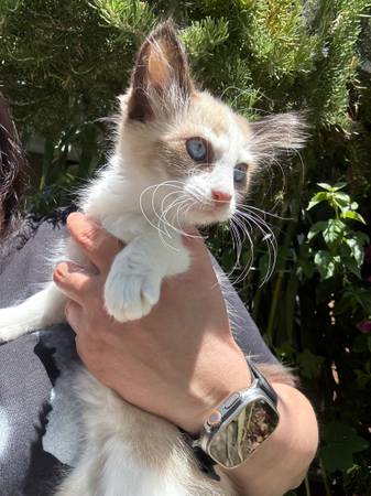Rehoming Siamese kittens (hollister)63941740119555121