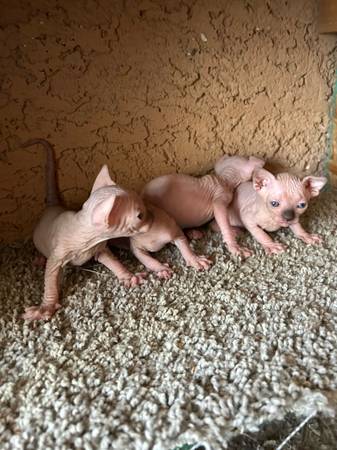 Spinx kittens 1