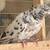 Highflyer Pigeon Pairs 9 thumbnail