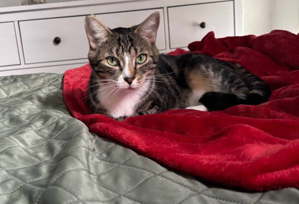 2 Year Old Tabby 1