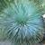 Beaked Yucca //// YUCCA rostrata 3 thumbnail