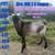For Sale 100%NZ Kiko bucks 4 thumbnail