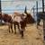 Vaca 1 thumbnail