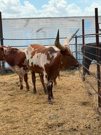 Vaca 1