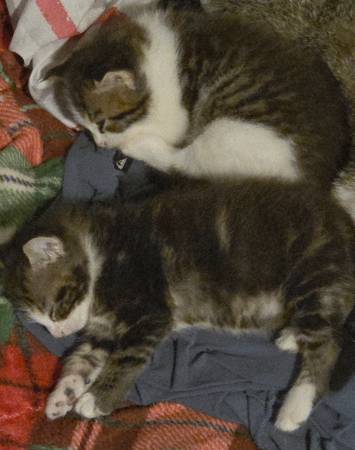 Kittens 4 weeks63989430880387120
