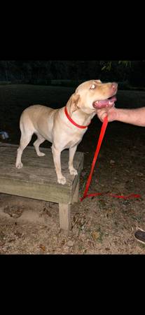 Hembra Labrador Amarillo AKC63661209750529121