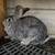2 American Chinchilla Rabbit Does 2 thumbnail