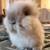 Fluffy bunny 3 thumbnail