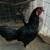 Roosters hens 3 thumbnail
